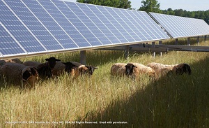 A solar array—with sheep!