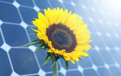 Sunflower-inspired solar tracker is all-natural